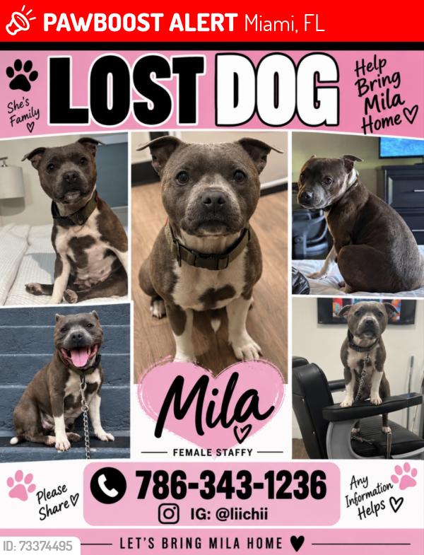 Lost Female Dog last seen Near av sw 6st, Miami, FL 33174