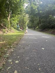 Found/Stray Unknown Dog last seen Pole 98 Ephrata trail, Ephrata, PA 17522