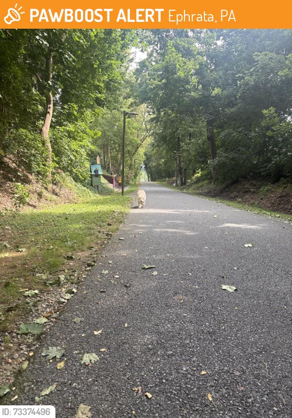 Found/Stray Unknown Dog last seen Pole 98 Ephrata trail, Ephrata, PA 17522