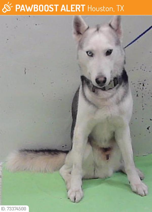 Found/Stray Female Dog last seen Hammerly Blvd 77055, Houston, TX 77055
