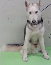 Found/Stray Female Dog last seen Hammerly Blvd 77055, Houston, TX 77055