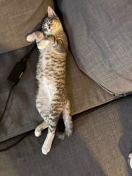 Lost Male Cat last seen Jaggy road park, carriage hse apmts., Vancouver, WA 98661