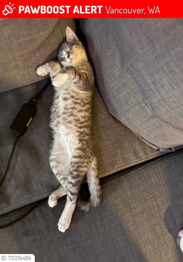 Lost Male Cat last seen Jaggy road park, carriage hse apmts., Vancouver, WA 98661