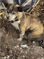 Lost Male Dog last seen Country club and 8ave, Mesa, AZ 85201