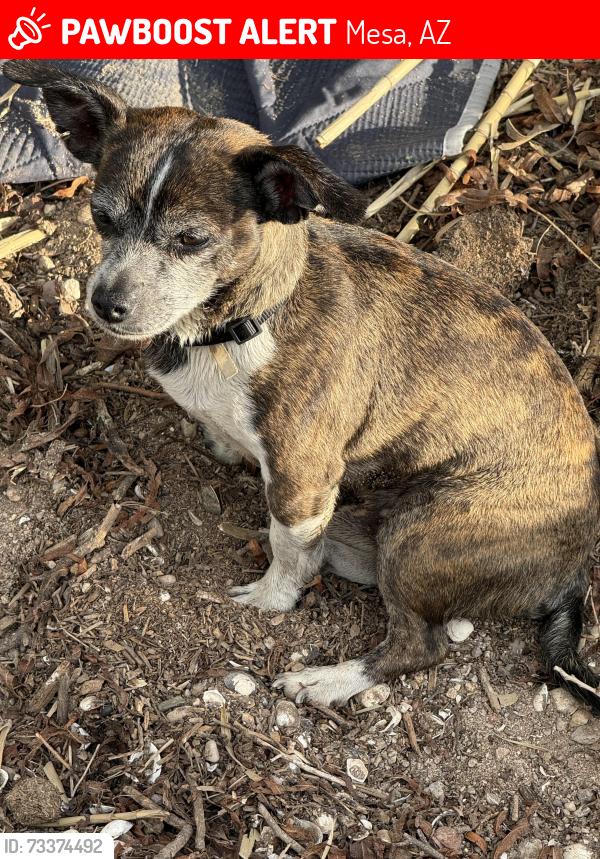 Lost Male Dog last seen Country club and 8ave, Mesa, AZ 85201
