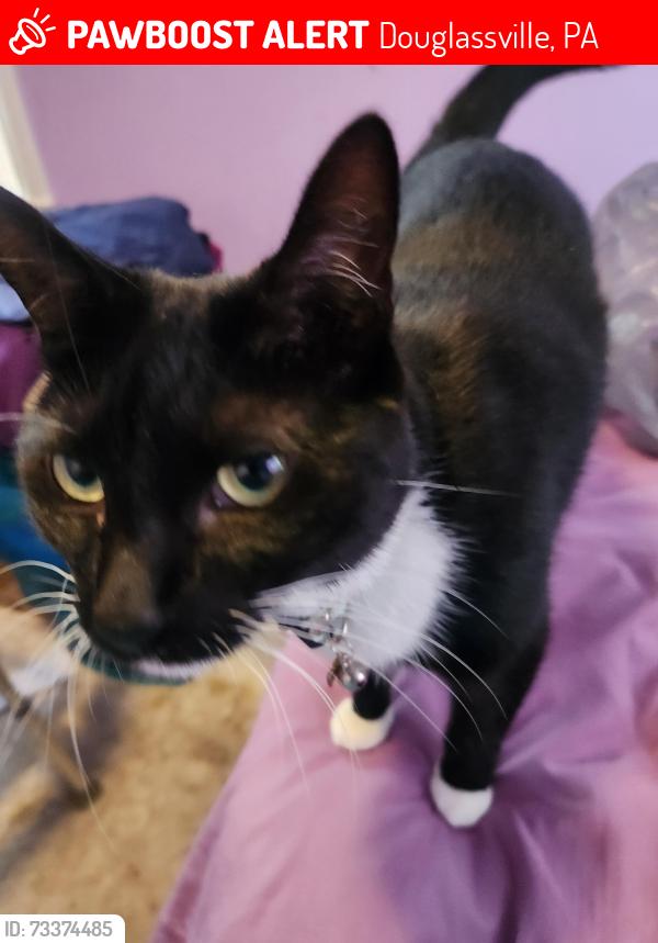 Lost Female Cat last seen Maplewood drive and nickleson in the back yard, Douglassville, PA 19518