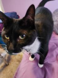 Lost Female Cat last seen Maplewood drive and nickleson in the back yard, Douglassville, PA 19518
