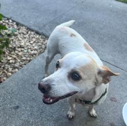 Lost Male Dog last seen McFadden and raitt, Santa Ana, CA 92704