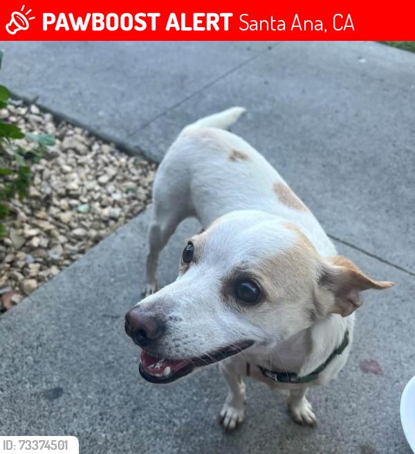 Lost Male Dog last seen McFadden and raitt, Santa Ana, CA 92704