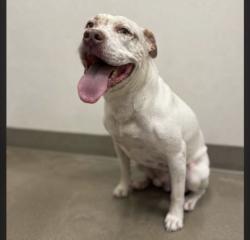 Shelter Stray Male Dog last seen , 957 N Gaffey St, San Pedro, CA 90731, USA