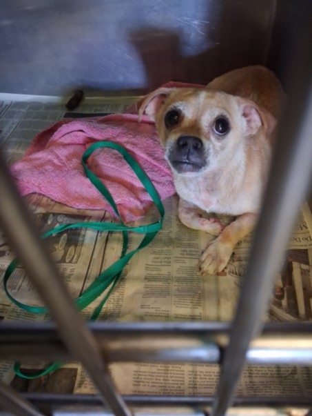 Shelter Stray Male Dog last seen , 1850 W 60th St, Los Angeles, CA 90047, USA