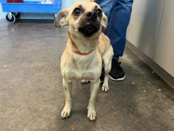 Shelter Stray Male Dog last seen VIRGINIA AVE EUSTIS, 12280 County Rd 448, Tavares, FL 32778, USA