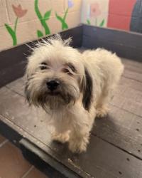 Shelter Stray Female Dog last seen , 31044 Charlie Canyon Rd, Castaic, CA 91384, USA