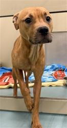 Shelter Stray Male Dog last seen CLAWITER, 16 Barnes Ct, Hayward, CA 94544, USA