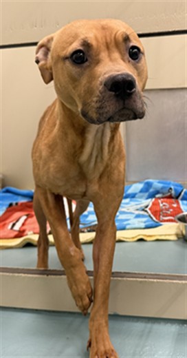 Shelter Stray Male Dog last seen CLAWITER, 16 Barnes Ct, Hayward, CA 94544, USA