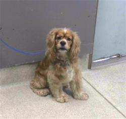Shelter Stray Male Dog last seen Near BLOCK NWK WAY, TALLAHASSEE FL 32309, 1125 Easterwood Dr, Tallahassee, FL 32311, USA