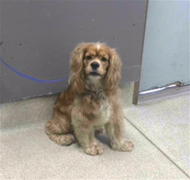 Shelter Stray Male Dog last seen Near BLOCK NWK WAY, TALLAHASSEE FL 32309, 1125 Easterwood Dr, Tallahassee, FL 32311, USA