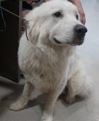 Shelter Stray Female Dog last seen TORINO DR SE, 4950 SW Triana Blvd, Huntsville, AL 35805, USA