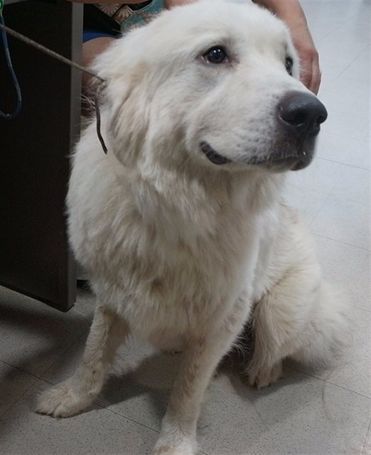 Shelter Stray Female Dog last seen TORINO DR SE, 4950 SW Triana Blvd, Huntsville, AL 35805, USA