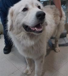 Shelter Stray Male Dog last seen TORINO DR SE, 4950 SW Triana Blvd, Huntsville, AL 35805, USA