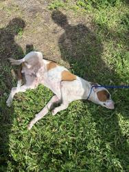 Shelter Stray Male Dog last seen Near BLOCK NE 143 ST, 3599 NW 79th Ave, Doral, FL 33122, USA
