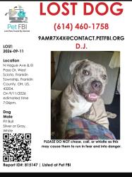 Lost Male Dog last seen N. Hague ave. And El Paso Dr., Columbus, OH 43204