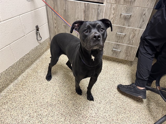 Shelter Stray Female Dog last seen Near BLOCK CROWNE SPRINGS VW, COLORADO SPRINGS, CO, 610 Abbot Ln, Colorado Springs, CO 80905, USA