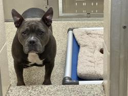 Shelter Stray Female Dog last seen UNKNOWN, 610 Abbot Ln, Colorado Springs, CO 80905, USA