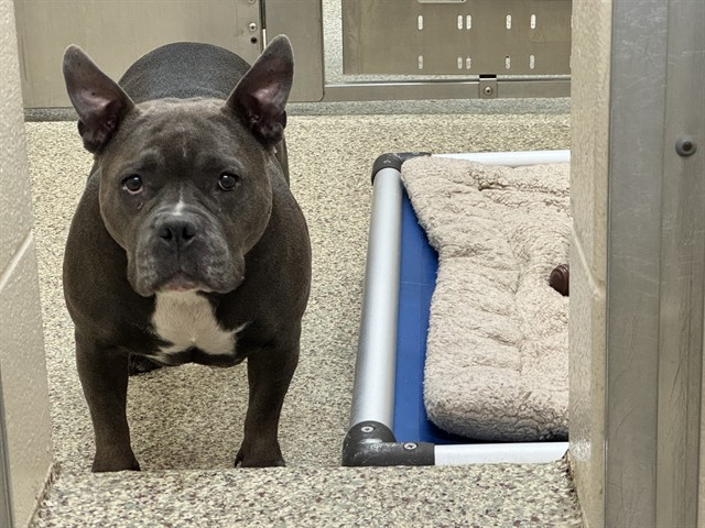 Shelter Stray Female Dog last seen UNKNOWN, 610 Abbot Ln, Colorado Springs, CO 80905, USA