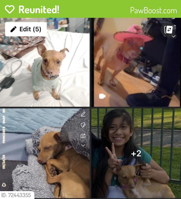 Reunited Female Dog last seen Nightgale Middle school in Lincoln Heights, Los Angeles, CA 90065
