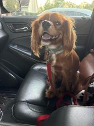 Lost Female Dog last seen Twin Oaks Trail South Barnett Shoals rd, Oconee County, GA 30677