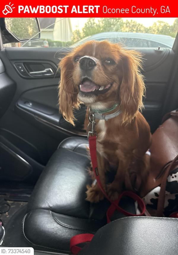 Lost Female Dog last seen Twin Oaks Trail South Barnett Shoals rd, Oconee County, GA 30677