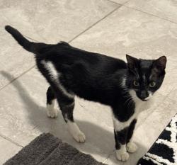 Found/Stray Unknown Cat last seen North broadway, Yonkers, NY 10701