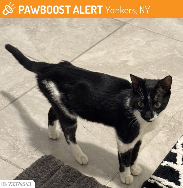 Found/Stray Unknown Cat last seen North broadway, Yonkers, NY 10701