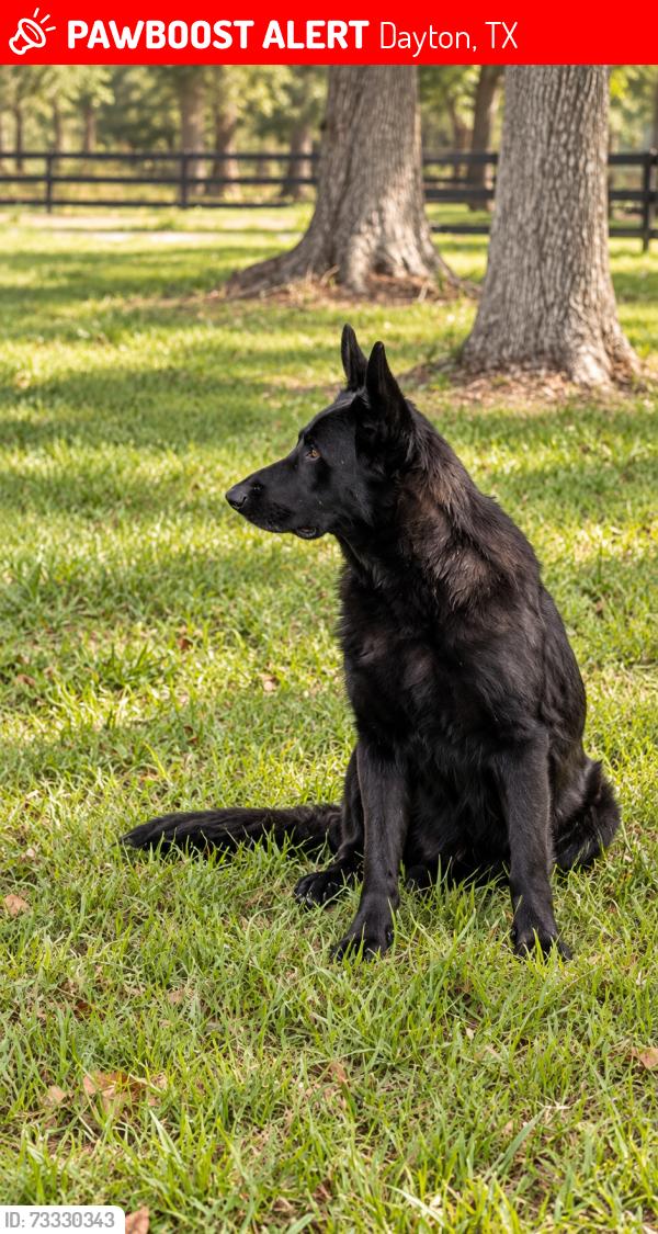 Lost Male Dog last seen County Road 6474 Dayton TX 77535, Dayton, TX 77535