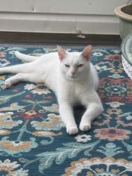 Lost Male Cat last seen Gold Creek est Dr & Grace Chapel Rd, Hickory, NC 28601