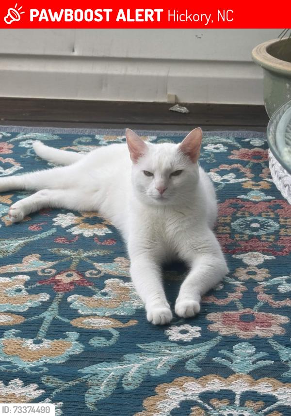 Lost Male Cat last seen Gold Creek est Dr & Grace Chapel Rd, Hickory, NC 28601