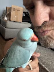 Lost Female Bird last seen 52nd & Keystone, Indianapolis, IN 46205