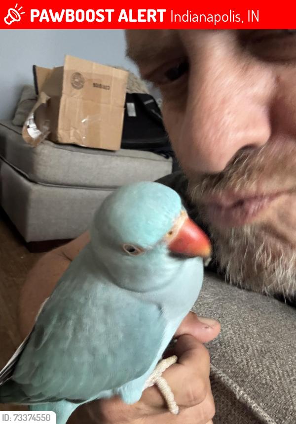 Lost Female Bird last seen 52nd & Keystone, Indianapolis, IN 46205