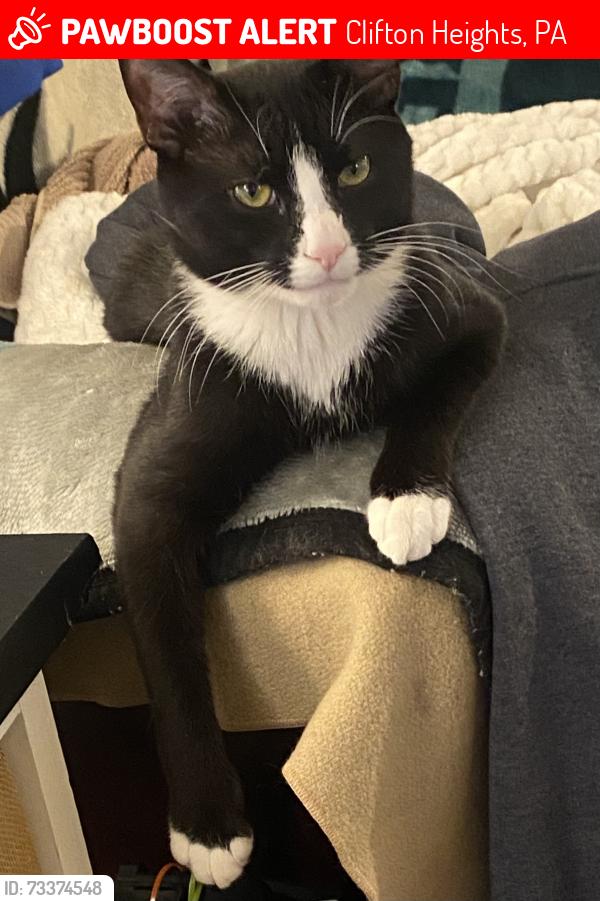 Lost Male Cat last seen Church street, Clifton Heights, PA 19018