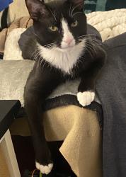 Lost Male Cat last seen Church street, Clifton Heights, PA 19018