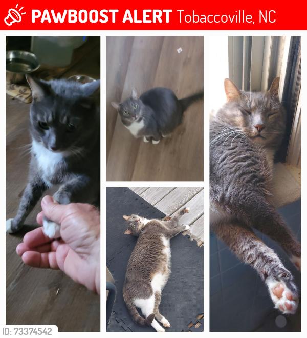 Lost Male Cat last seen Nauvoo Ridge Road, Tobaccoville, NC 27050