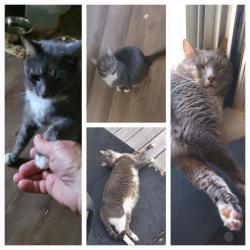 Lost Male Cat last seen Nauvoo Ridge Road, Tobaccoville, NC 27050
