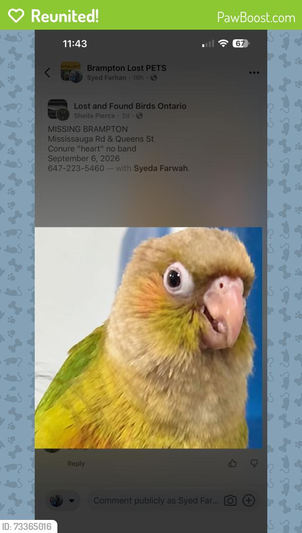 Reunited Unknown Bird last seen Walmart Mississauga road home depot, Brampton, ON 
