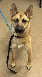 Shelter Stray Female Dog last seen Near Glenwood Rd, 30035, GA, 3280 Chamblee Dunwoody Rd, Chamblee, GA 30341, USA