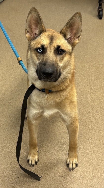 Shelter Stray Female Dog last seen Near Glenwood Rd, 30035, GA, 3280 Chamblee Dunwoody Rd, Chamblee, GA 30341, USA