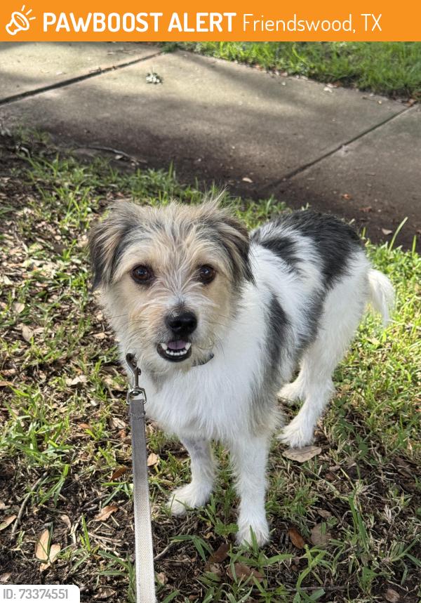 Found/Stray Male Dog last seen Baybrook mall, Friendswood, TX 77546