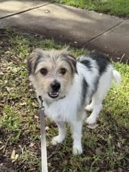 Found/Stray Male Dog last seen Baybrook mall, Friendswood, TX 77546