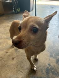 Found/Stray Female Dog last seen Leake Breeze Drive and Baybreeze, Orlando, FL 32810