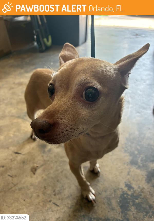 Found/Stray Female Dog last seen Leake Breeze Drive and Baybreeze, Orlando, FL 32810